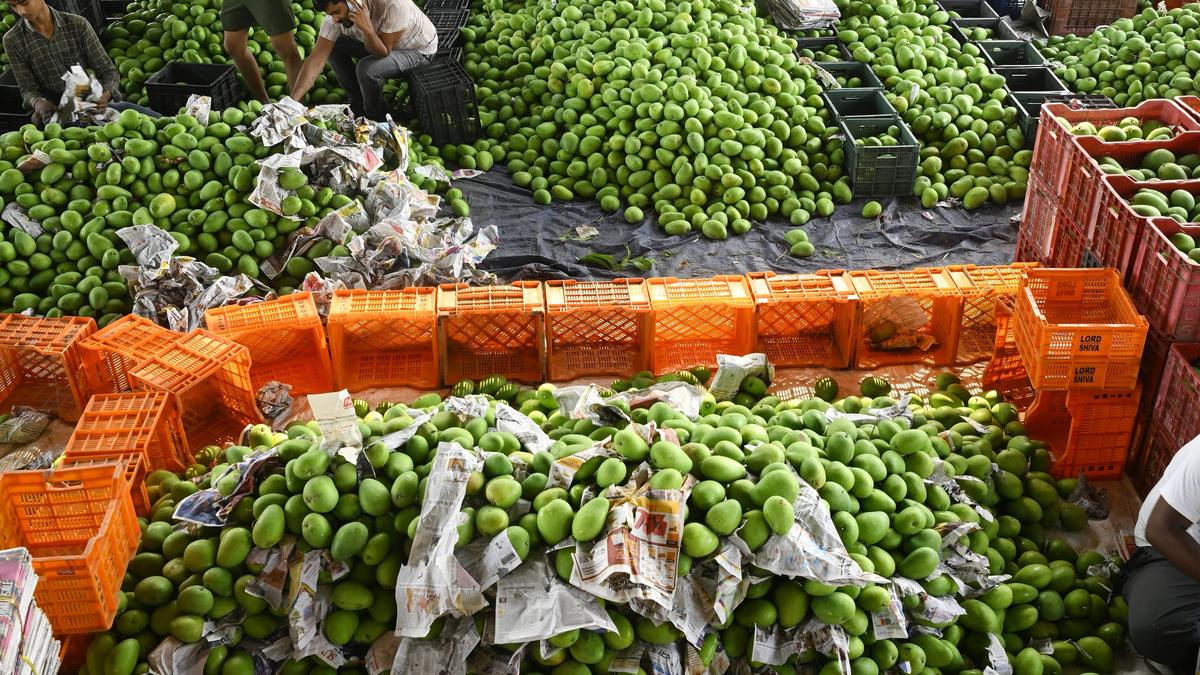 Mango farmers may take a blow as only 10-20% yield is estimated this season