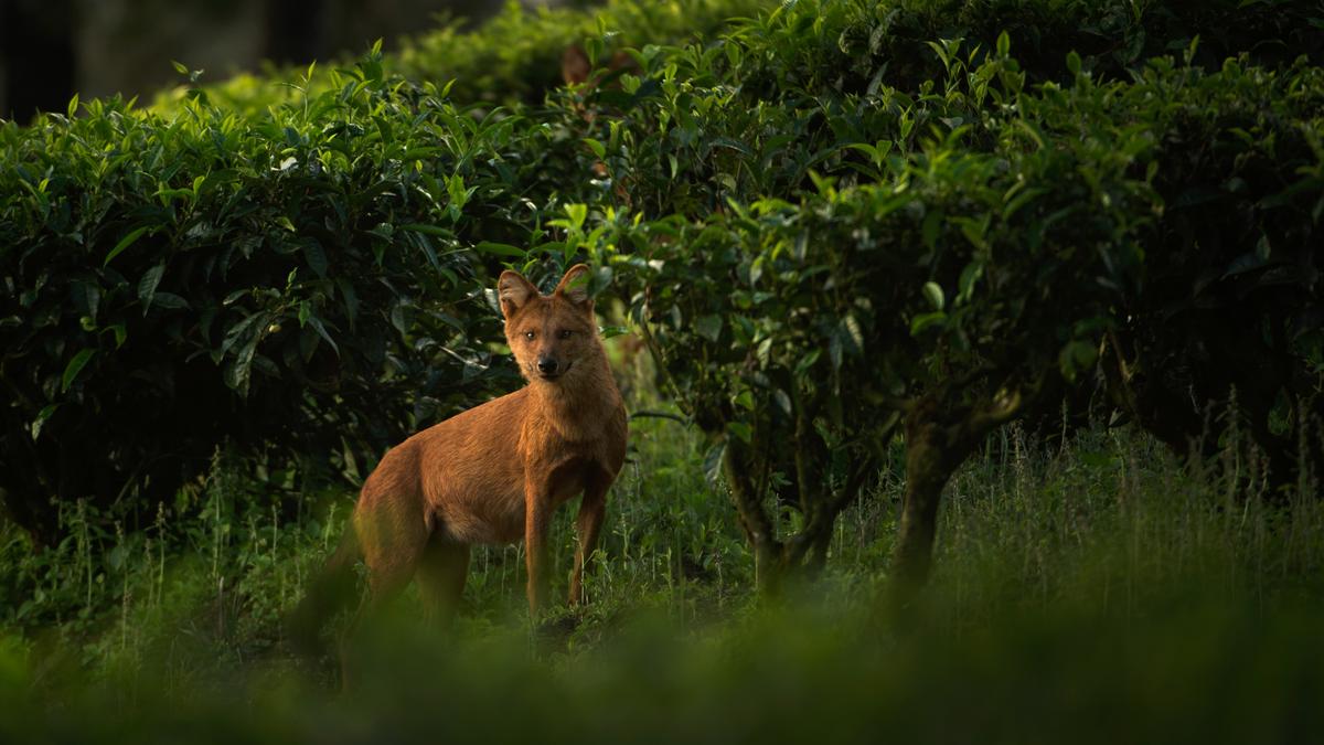 Wildlife documentary ‘Wild Tamil Nadu’ to release soon on YouTube