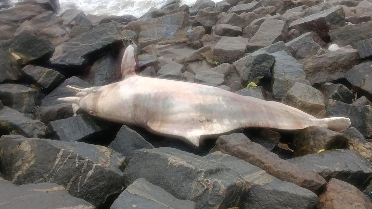 What a dolphin’s death in Kerala reveals about India’s marine plastic pollution