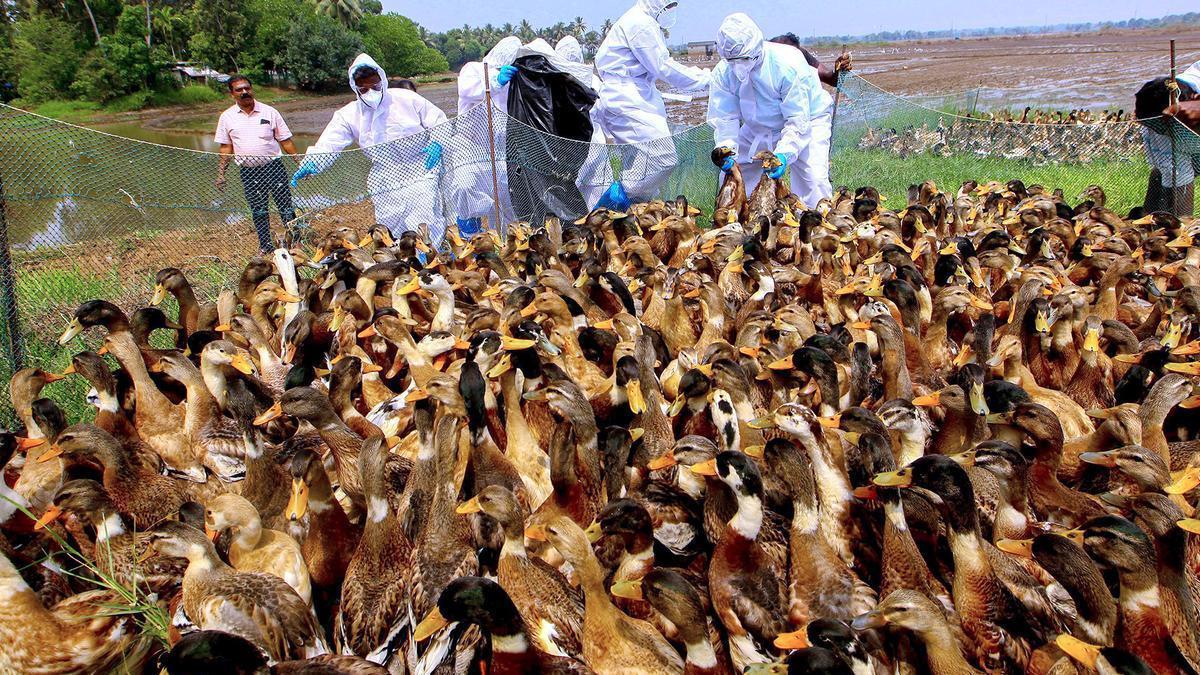 Bird flu outbreak confirmed in Kottayam district