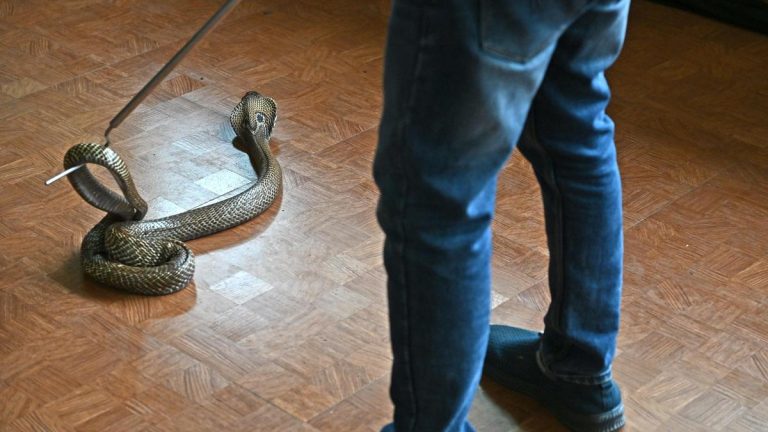 Kerala rolls out action plan to combat snakebite deaths