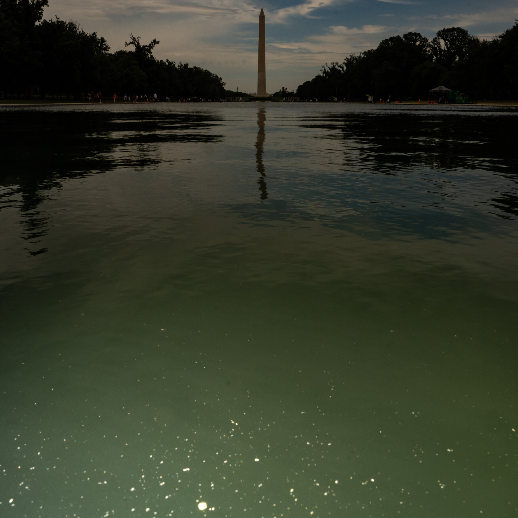 E Pluribus Algae: Why Green Pond Scum Is as American as Red, White and Blue