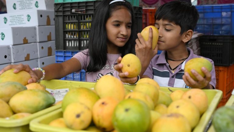 Kingmakers: Meet the insects that make India’s famed mangoes