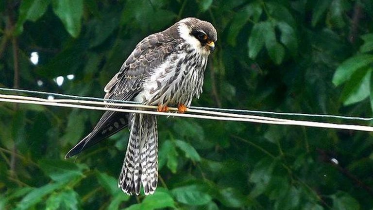 Satellite-tagged Amur falcons returning from Africa, set to cross India