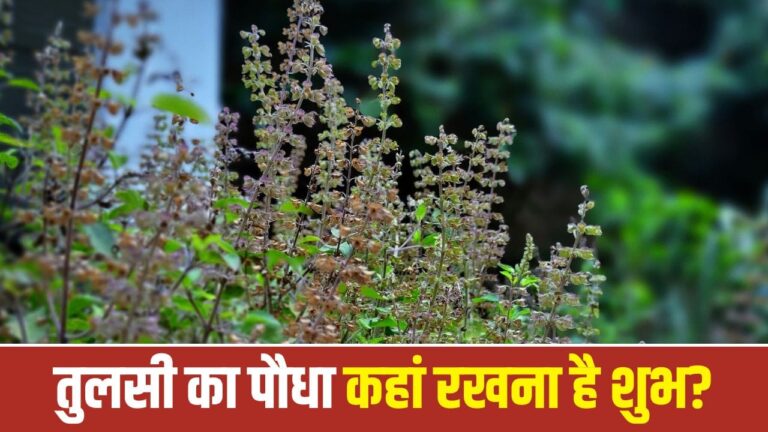 Tulsi Plant at Home: भूलकर भी इस दिशा में न रखें तुलसी का पौधा, रूठ सकती हैं मां लक्ष्मी!